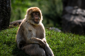 Macaque sitting in the sunlight