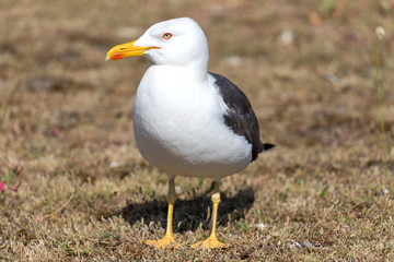 adult lesser black-backed gull (Larus fuscus)