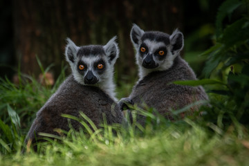 Ring tailed lemurs in the grass looking back at camera