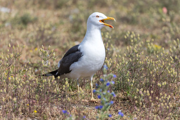 adult lesser black-backed gull (Larus fuscus)