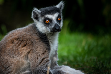 Fototapeta premium Ring tailed lemur with bright red eyes