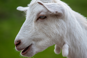 Portait of a white goat