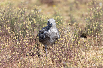 lesser black-backed gull chick (Larus argentatus)