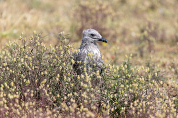 lesser black-backed gull chick (Larus argentatus)