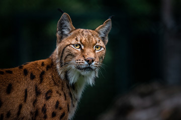 Majestic Eurasian lynx with bright yellow eyes