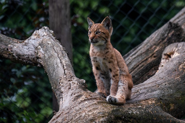 Baby lynx sitting on tree trunk