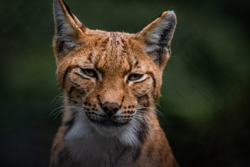 Close-up of Eurasian lynx