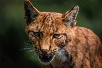 Close-up of Eurasian lynx showing teeth