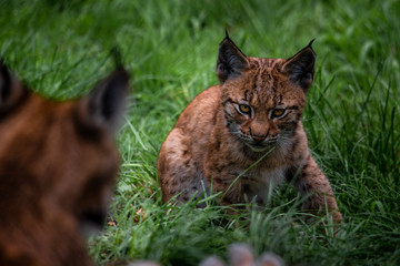 Baby lynx sneaking up on mom