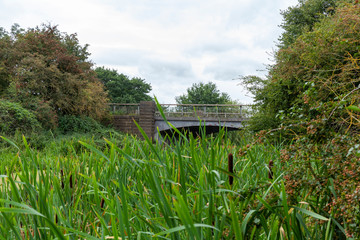 Selby canal overgrown with reeds by the bridge at Burn on the A19.