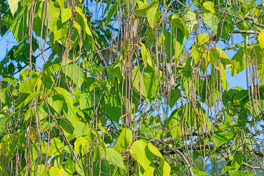 Gewöhnlicher Trompetenbaum, Catalpa bignonioides