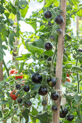 A large bunch of black ripe and still ripening tomatoes on a branch in the vegetable garden. Some red tomatoes are on the background as well.