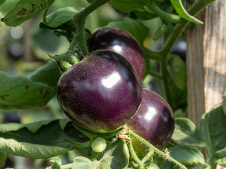 A  black ripe tomatoes on a branch close up. Sunny summer day. Soft green leaves around.