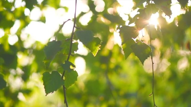 Nature background. Sun shining through the birch tree green leaves. Blurred abstract bokeh with sun flare. Environment backdrop. Slow motion 4K UHD video footage. 3840X2160