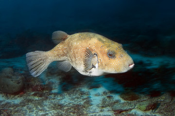 Close-up of spotted puffer fish is swimming above the seabed. © Alexei Alekhin
