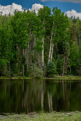 Aspen cast their reflection on Drift Fence Lake in the back country of White Mountains, Arizona.