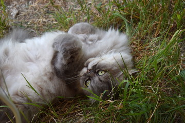 chat persan
