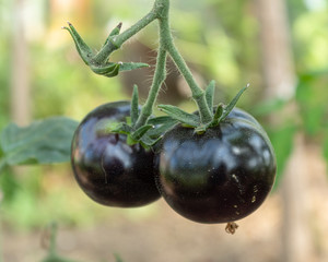 A two ripe tomatoes on a branch, closeup. Blurred background.