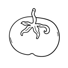 Cartoon doodle linear tomato isolated on white background. Vector illustration. 
