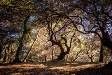 Fototapeta na wymiar Pine forest in the Montenegro near Milocer beach