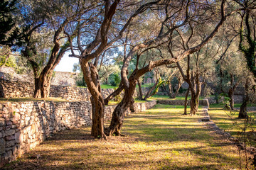 Pine forest in the Montenegro near Milocer beach