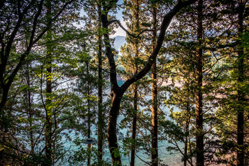 sea view through Pine forest in the Montenegro near Milocer beach