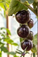A bunch of black ripe tomatoes on a branch in the vegetable garden. Closeup, soft tones.