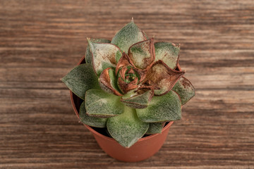 Dried succulent cactus on a wooden table