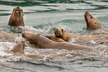 Pile of Sea Lions