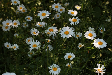 Fototapeta premium Natural floral background. White daisies, chamomile in the field or garden. Beautiful summer meadow background. Summer chamomile flowers in the grass