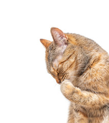 Tabby ginger color cat washing its paw.