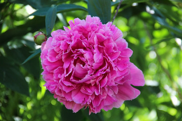 Pink peony flower close up. Lush beautiful peony on green grass background in garden. Garden flowers.