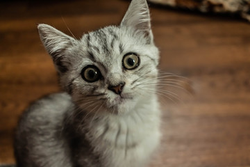 Obraz premium Little cutie briton kitty,grey fur little kitty, scottish tabby cat