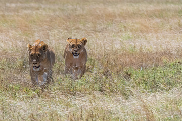 Fototapeta na wymiar Two lions walking and hunting in the savannah, in Tanzania, looking for a prey