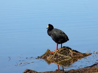 bird on the beach