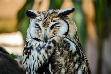 Owl with ears