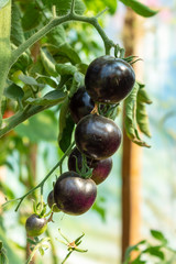 A bunch of black ripe tomatoes on a branch in the vegetable garden. Sunshine. Closeup, soft tones.