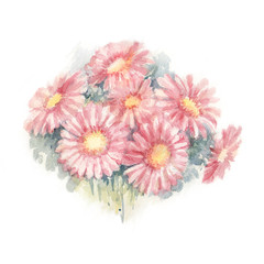 Pink Gerbera Hybrida. Bouquet of pink gerbera daisy flowers on white background. Watercolor Illustration.