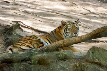 Tiger paying attention