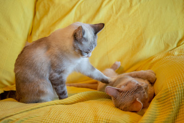 Gato durmiendo plácidamente sobre fondo amarillo
