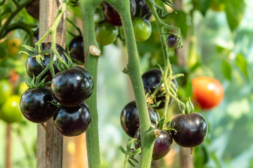 A large bunch of black, green and red tomatoes on a branch in the vegetable garden. Closeup. Blurred background.