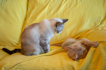 Fototapeta na wymiar Gato durmiendo plácidamente sobre fondo amarillo