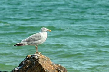 A seagull bird stands on a stone against the background of sea water.