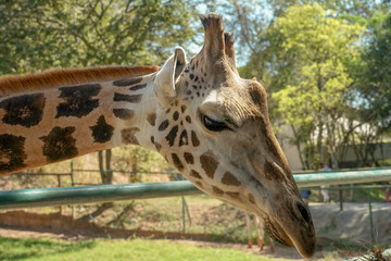 Interested Giraffe