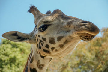 Giraffe eye