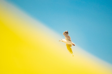 A seagull bird flies in the sky on a yellow-blue background with spread wings.