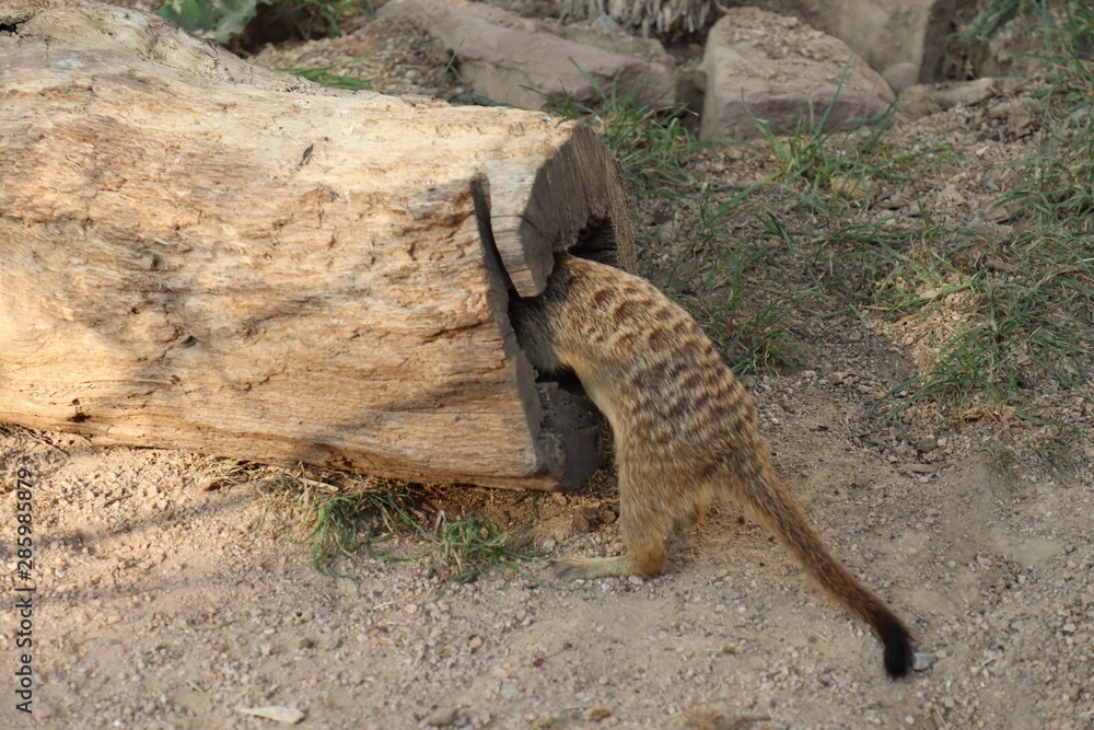 Wall mural meerkat