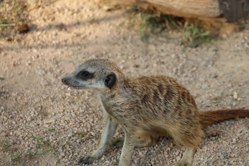 meerkat