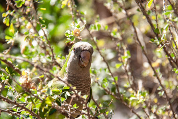 green exotic parrot sitting on a branch