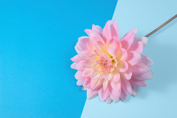 pink Dahlia flower on blue background for your text